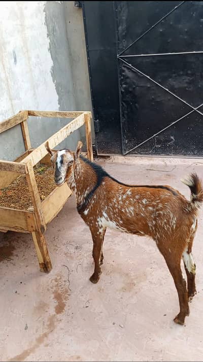 barbari Bakra for sall