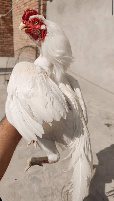 parrot beak long tail