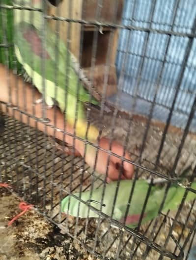 row parits for sale male or female