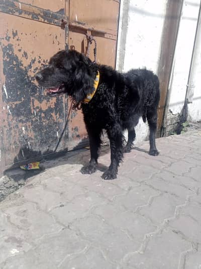 black ratevier female