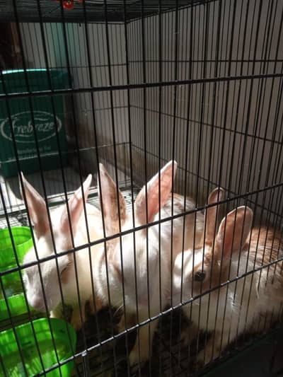 Three Rabbits for sale with Cage