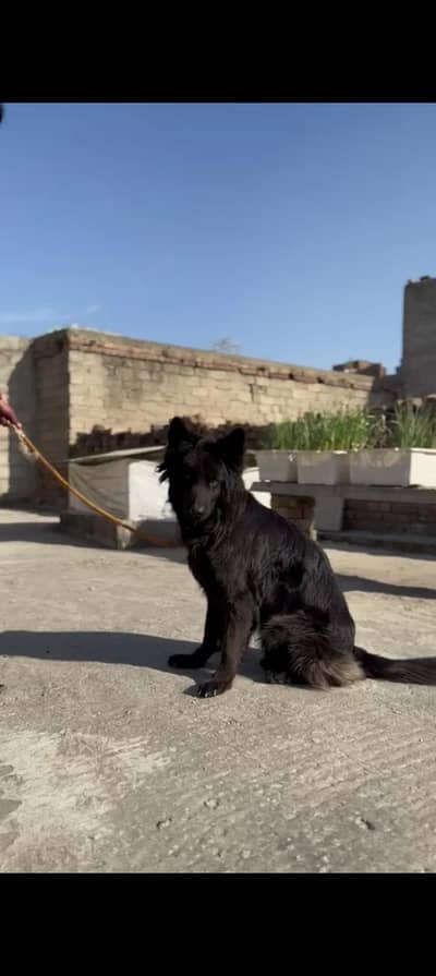 German shepherd female