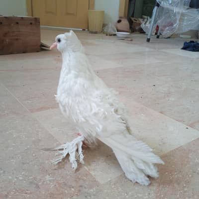 Frill back self baby pigeon