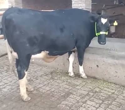 We  Sale  Animals At Nominal Prices