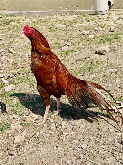 Mianwali peela Aseel