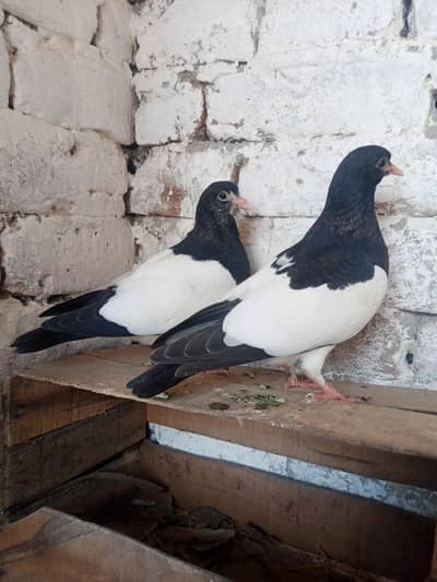 kaly khal guldar kalyarai patha