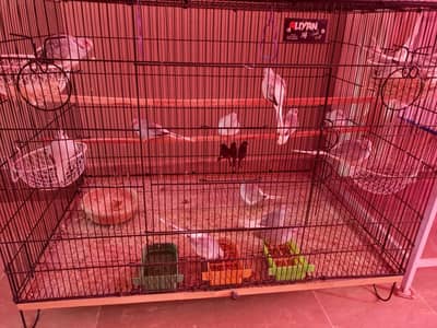 9 pairs dove urgent sale 700 each pair sale