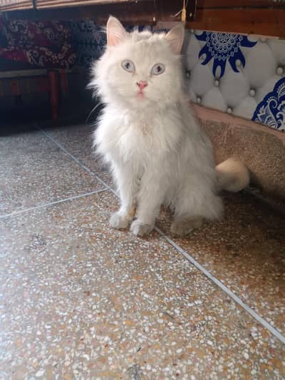 Triple coated Persian cat  blue eyes