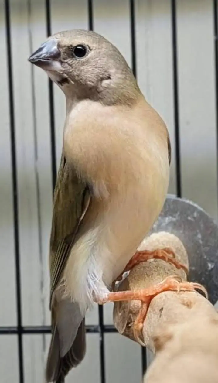 Gouldian Flinch Good size Ready to first breed pairs Available. — photo 4