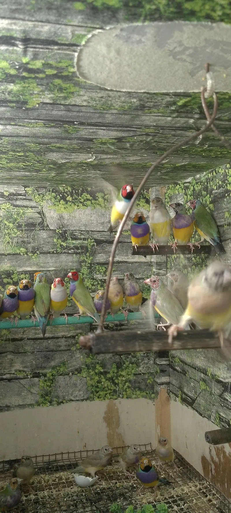 Gouldian Flinch Good size Ready to first breed pairs Available. — photo 5