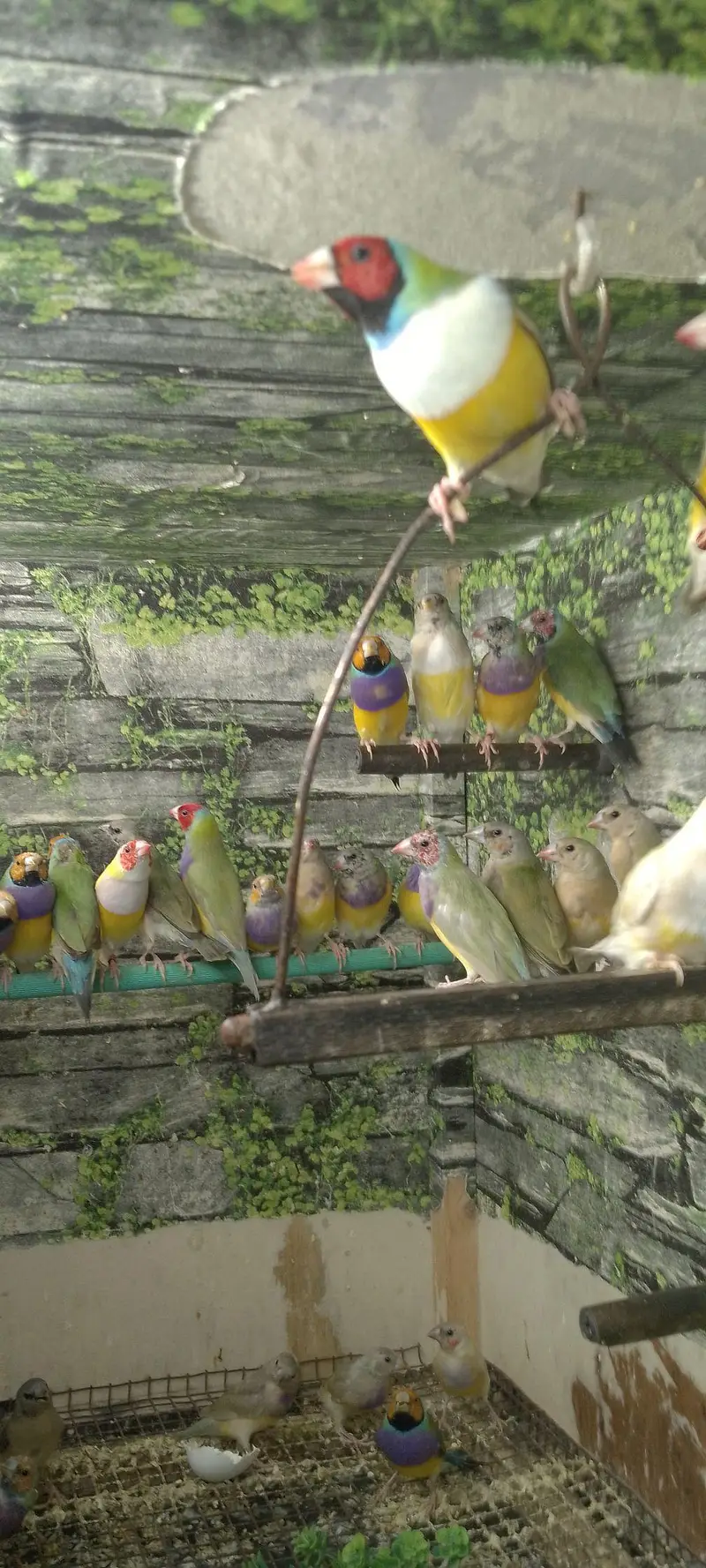 Gouldian Flinch Good size Ready to first breed pairs Available. — photo 6