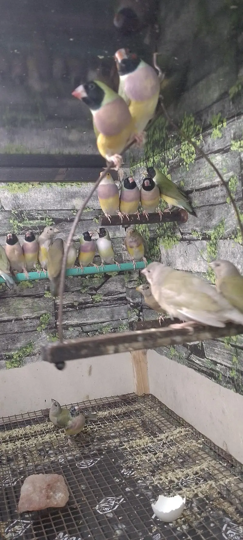 Gouldian Flinch Good size Ready to first breed pairs Available. — photo 7