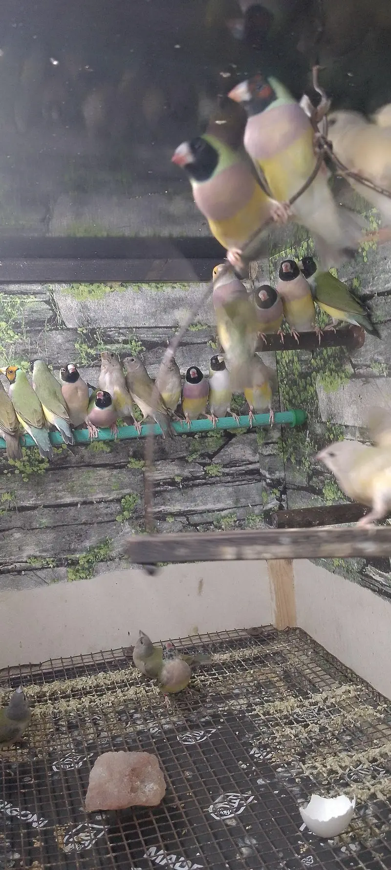 Gouldian Flinch Good size Ready to first breed pairs Available. — photo 8