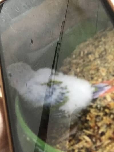 Pineapple Conor chicks