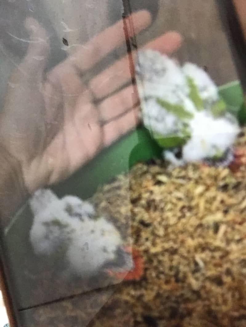 Pineapple Conor chicks 1