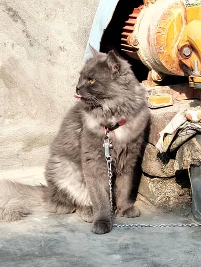 Persian Cat original