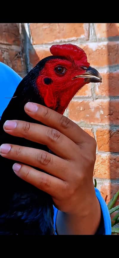 aseel murgha (trad pakoya)