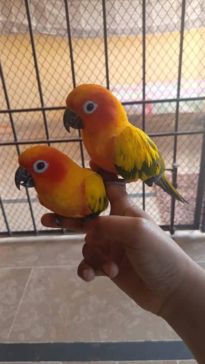 sun conure parrot