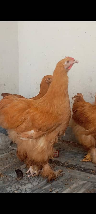 heavy golden buff 03034190298