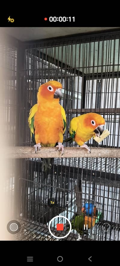 sunconure red factor breeder bonded pair