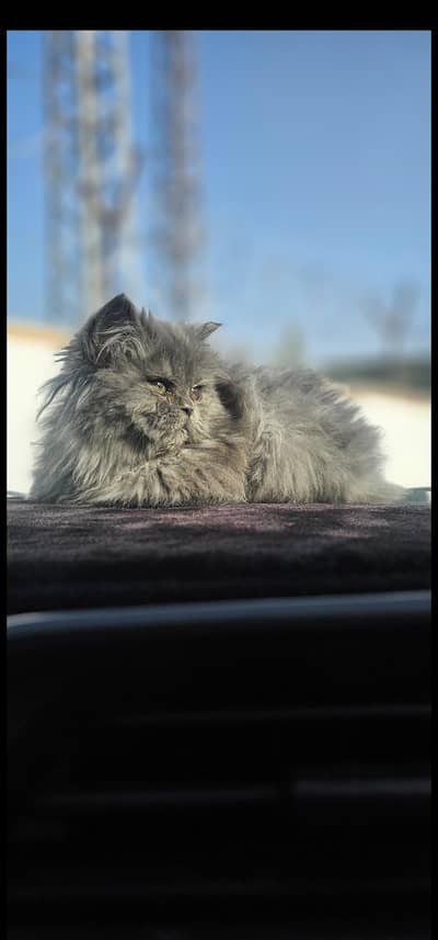tripple coat persian cat