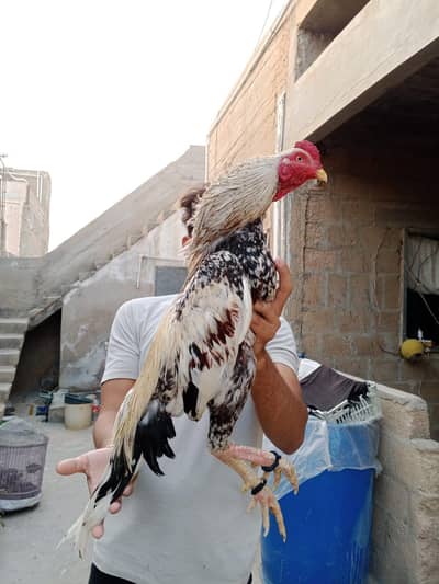 Mashallah high Quality jaawa 03422719740