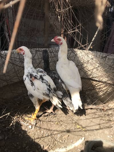 Aseel high quality 033Z 33 I6I 33 whattsapp