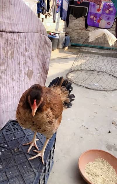 Aseel Mianwali Murgi