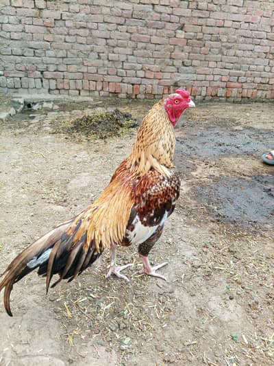 high quality aseel pair available for sale