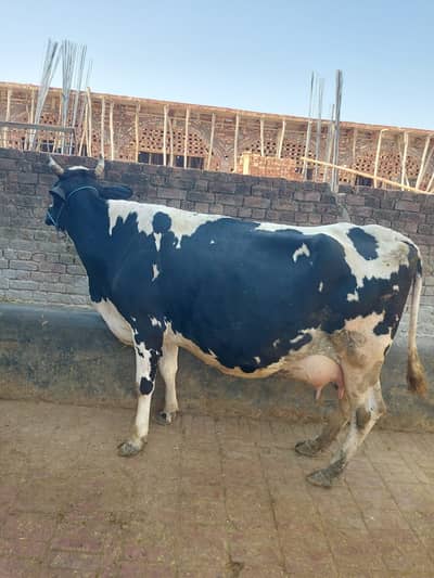 Australian cow | Fresion Australian gbn  |گاے| cow 3rd timer pregnant