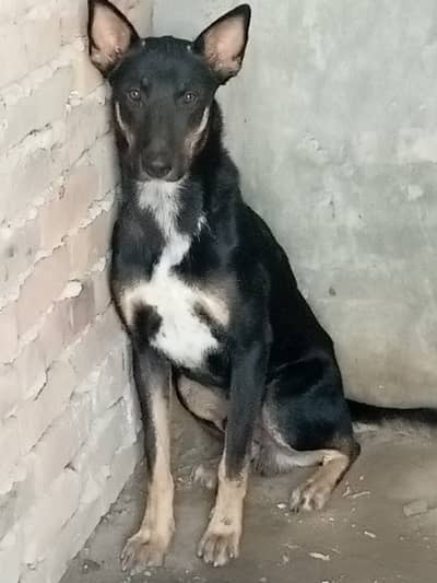 1year old dog for sale vaccinated and friendly