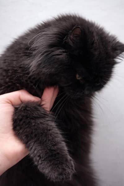 Rare colour Persian cat for sale