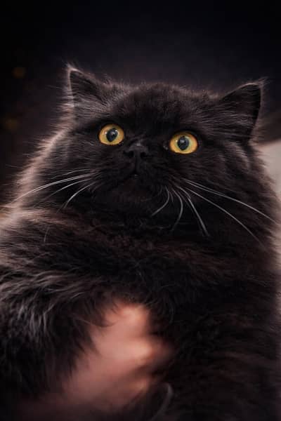 Rare colour Persian cat for sale