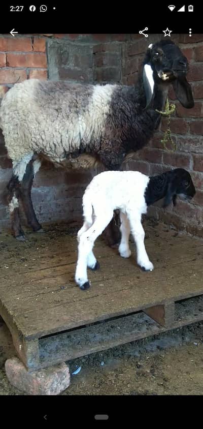 dasi sheep with male kid