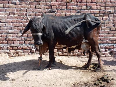 cholstani cow