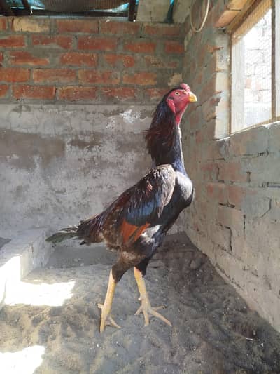 Japanese Line Shamo Male