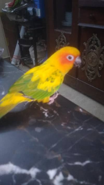 sun conure hand tame
