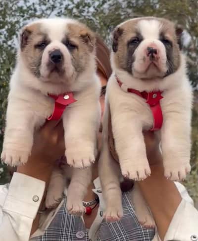 alabai security dog 2 month pair for sale heavy bone