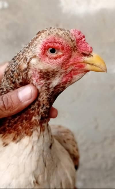 aseel high quality amroha madi