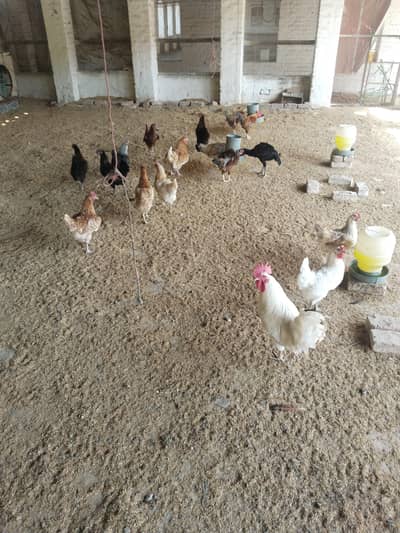 goldan misri anday wali murgi