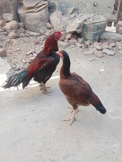 Aseel mainwali pair