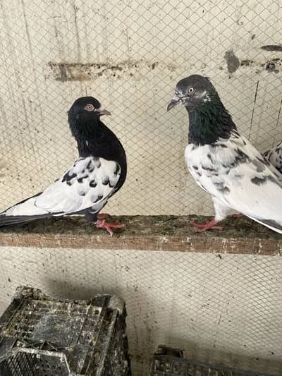 High flying breeder pigeons (read add)