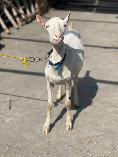 Gulabi ablack teddy bakri 4 Dant fresh for sale