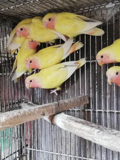 common lutino red eye  phaty home breed, total 8 piece