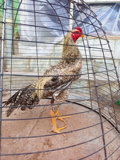 Golden buff chiks and aseel