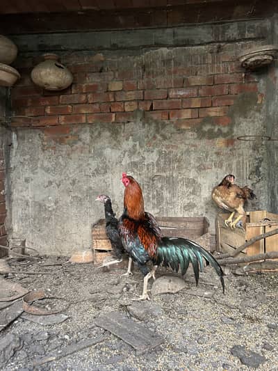 Aseel breeder pairs for sale