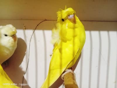 Latino Abino or TCB Hogo double flowers birds for sale
