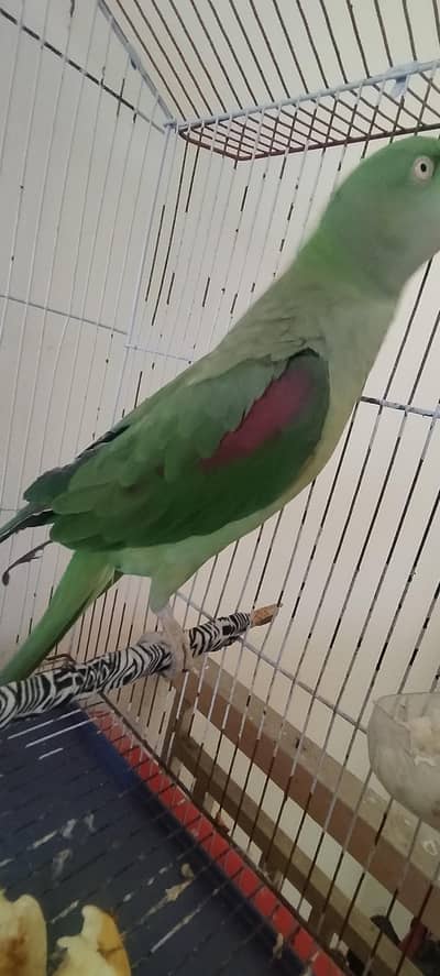 RAW parrot female,, Healthy nd active