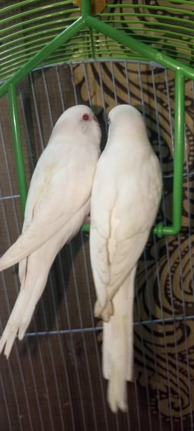 Australian red eyes hand tame albino only 2100 only for gujrat