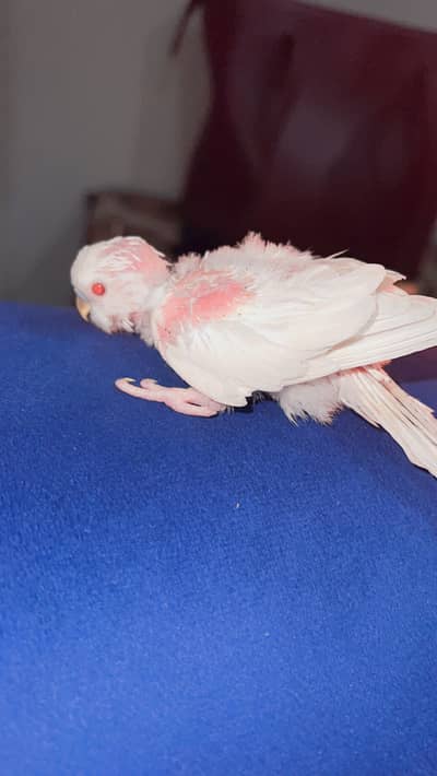 White 2 Budgies for sale